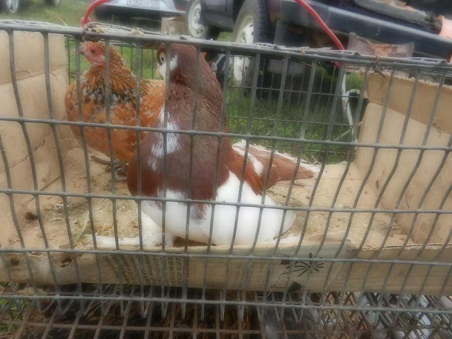 Клуб голубеводов станицы Ленинградская