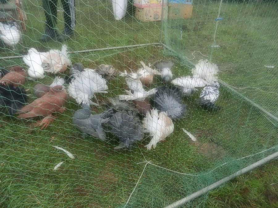 Клуб голубеводов станицы Ленинградская