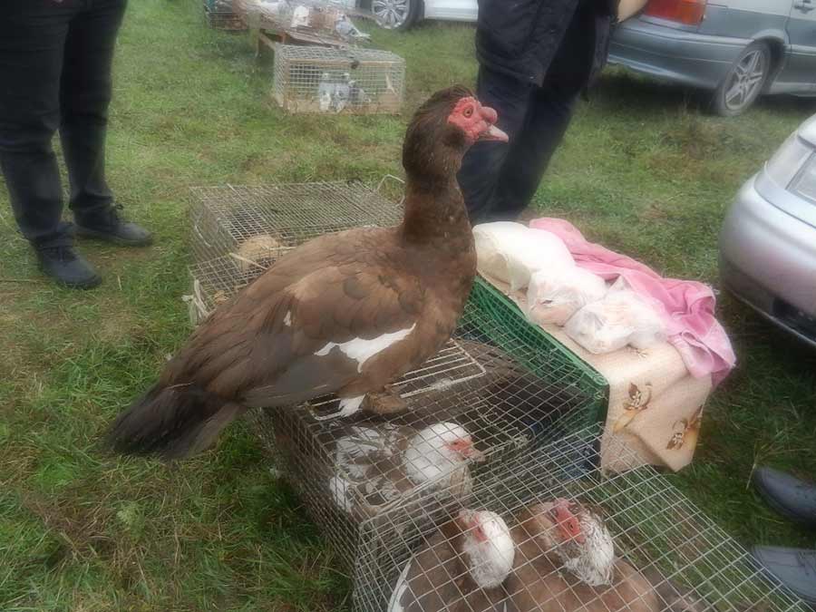 Клуб голубеводов станицы Ленинградская
