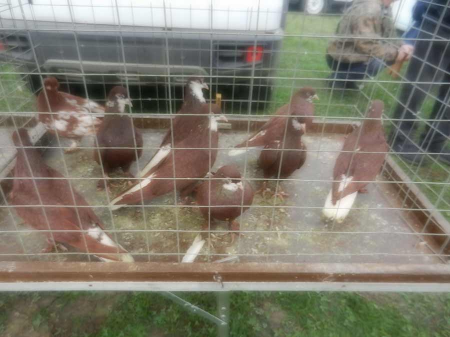 Клуб голубеводов станицы Ленинградская