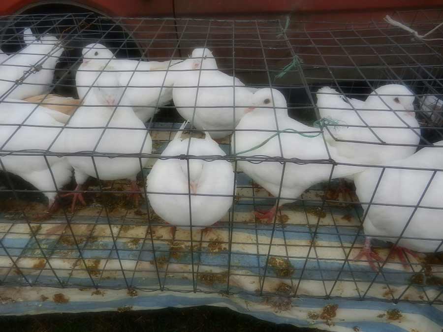 Клуб голубеводов станицы Ленинградская