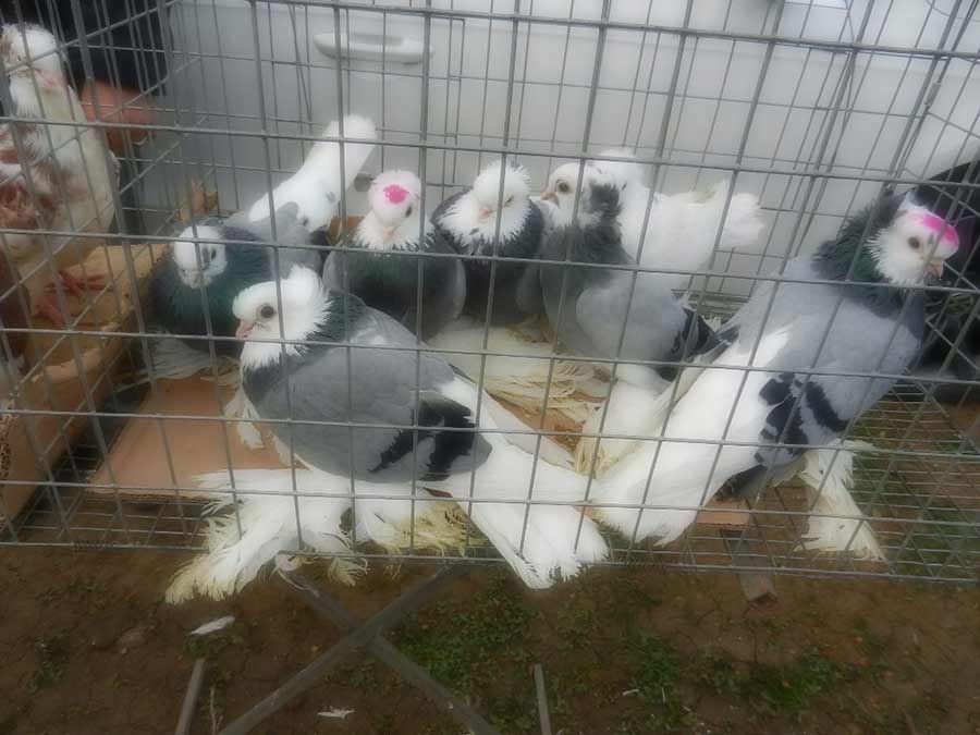 Клуб голубеводов станицы Ленинградская