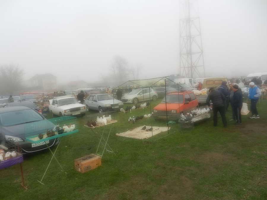 Клуб голубеводов станицы Ленинградская