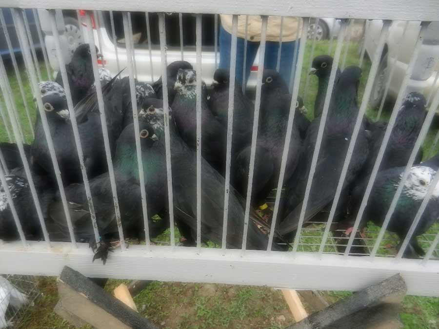 Клуб голубеводов станицы Ленинградская