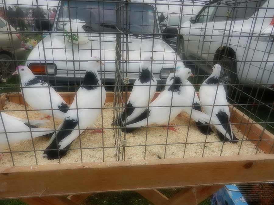 Клуб голубеводов станицы Ленинградская