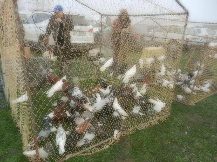 Клуб голубеводов станицы Ленинградская