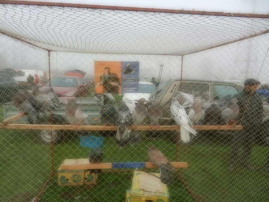 Клуб голубеводов станицы Ленинградская