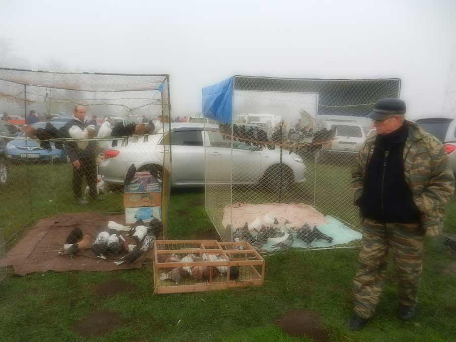 Клуб голубеводов станицы Ленинградская