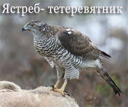 Голуби