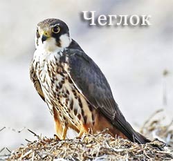 Голуби