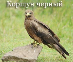 Голуби
