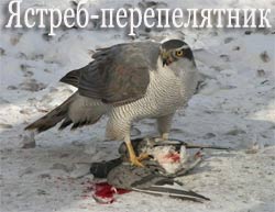 Голуби