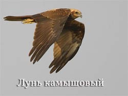 Голуби