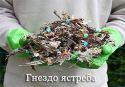 Голуби