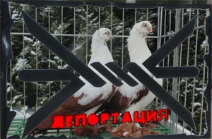 клуб голубеводства