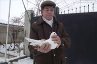 голуби