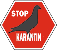 клуб голубеводства