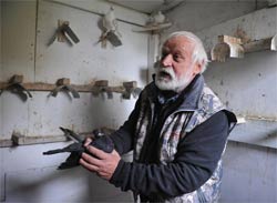 клуб голубеводства