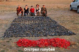 Клуб голубеводов
