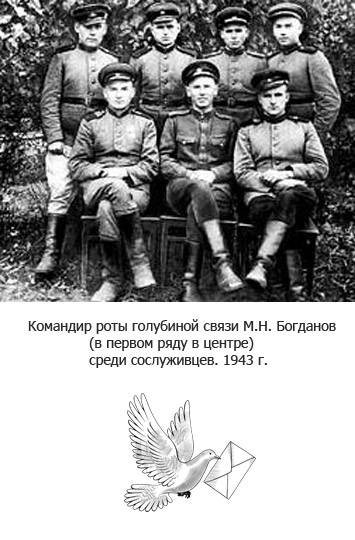 Голуби на войне