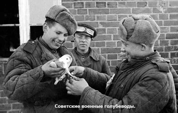 Голуби на войне
