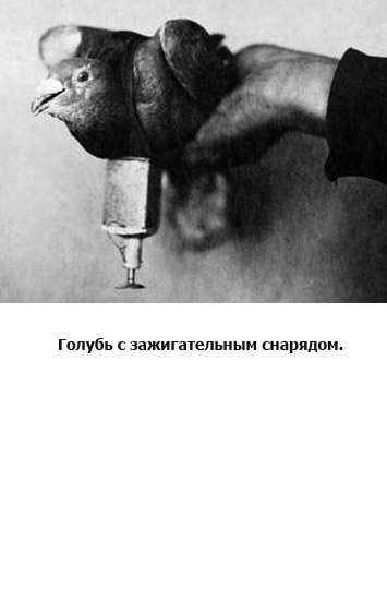 Голуби на войне